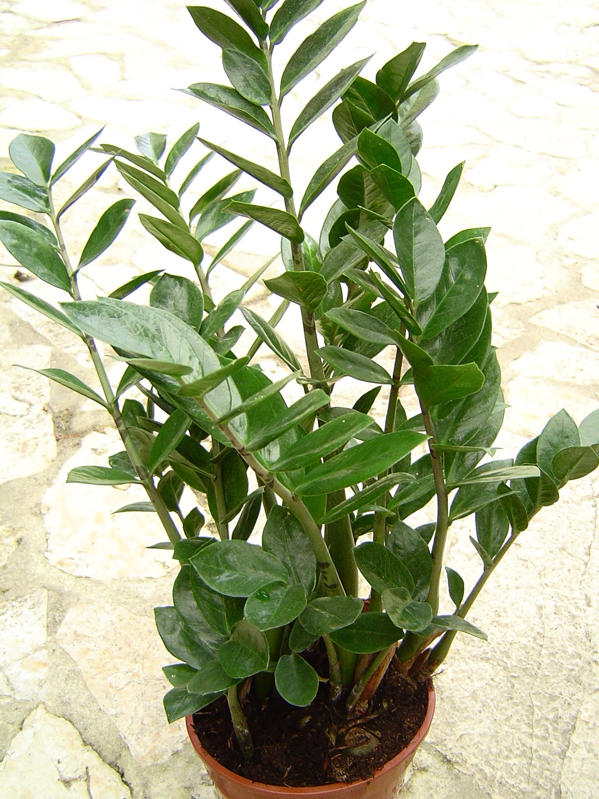 Foto von Zamioculcas zamiifolia