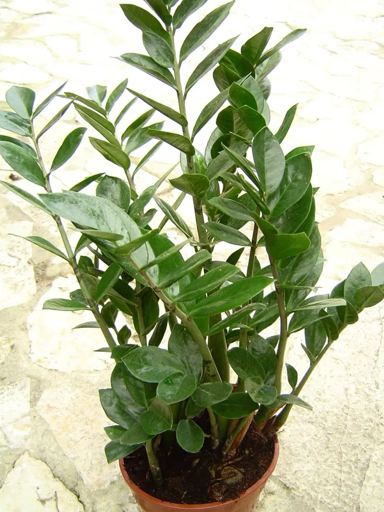 Foto von Zamioculcas zamiifolia