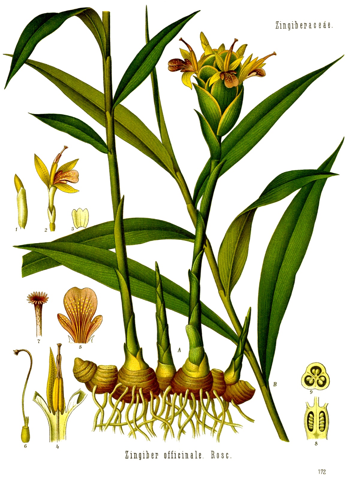 Foto von Ingwer